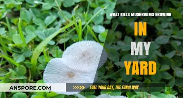 Effective Ways to Eliminate Unwanted Mushrooms in Your Yard