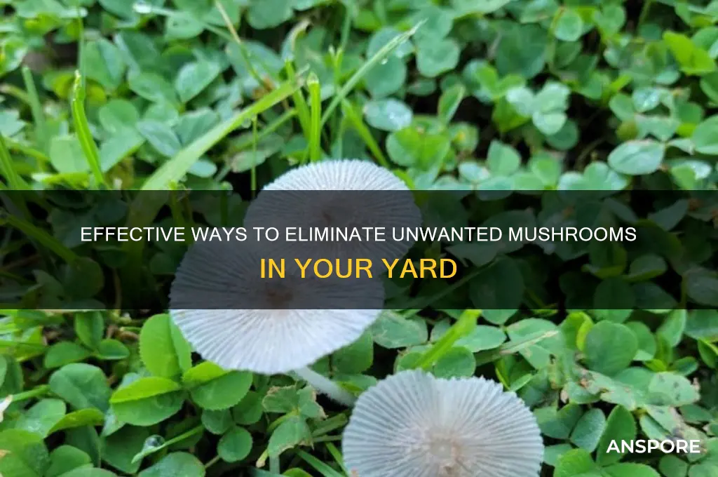 what kills mushrooms growing in my yard