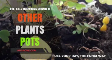 Effective Ways to Eliminate Mushrooms Growing in Your Plant Pots