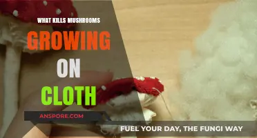 Effective Ways to Eliminate Mushrooms Growing on Fabric Surfaces
