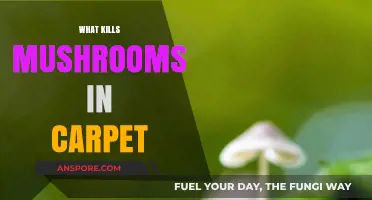 How to Remove Mushrooms from Your Carpet