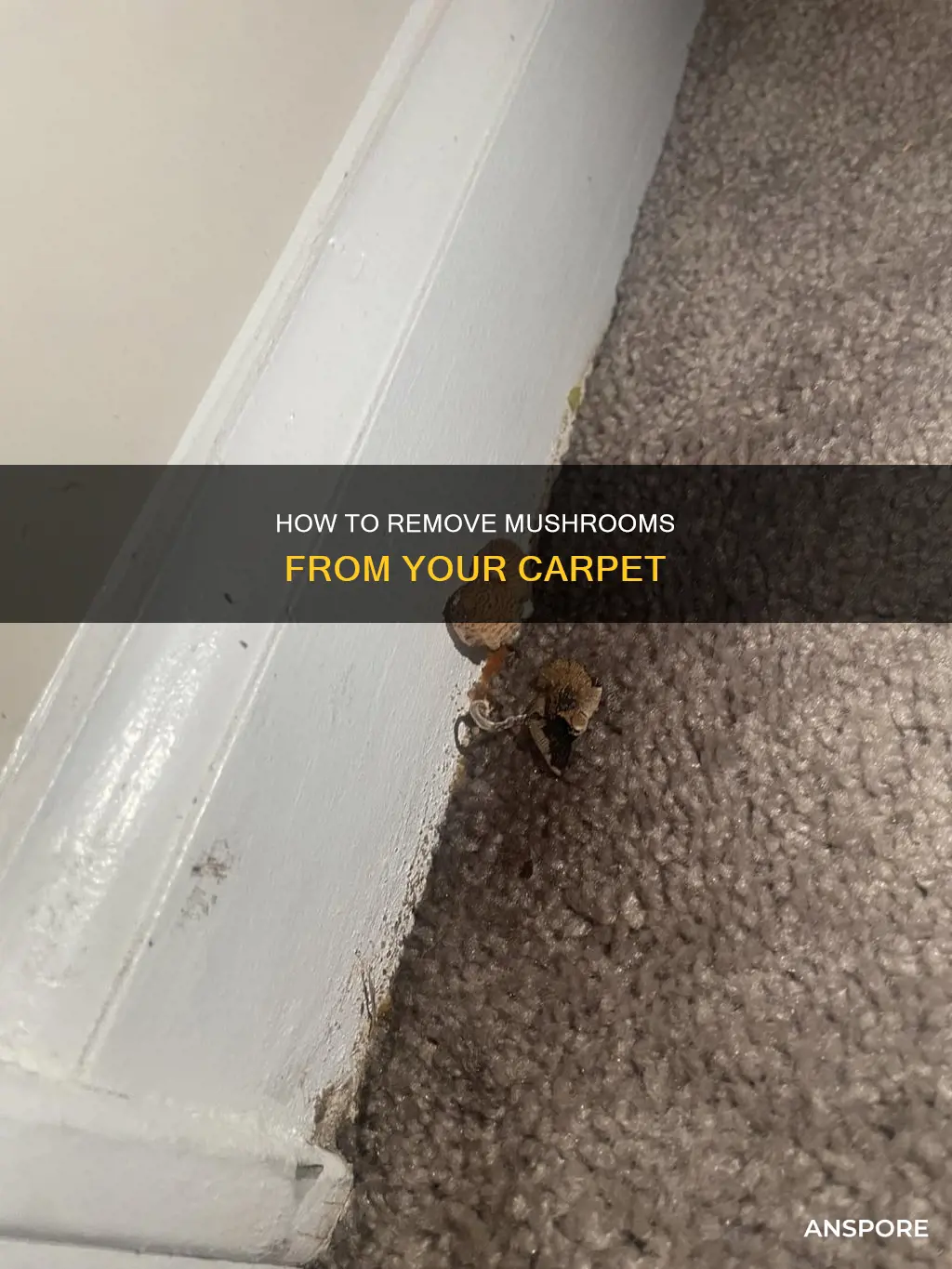 what kills mushrooms in carpet