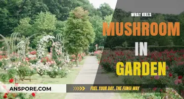 Garden Mushrooms: Identifying and Eradicating the Killers