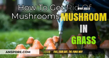 How to Rid Your Lawn of Mushrooms