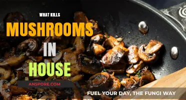 How to Get Rid of Mushrooms in Your House