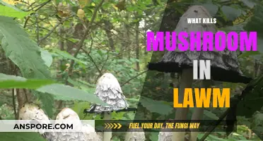 How to Rid Your Lawn of Mushrooms