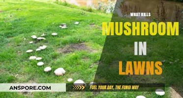 Mushroom Killers: How to Get Rid of Them