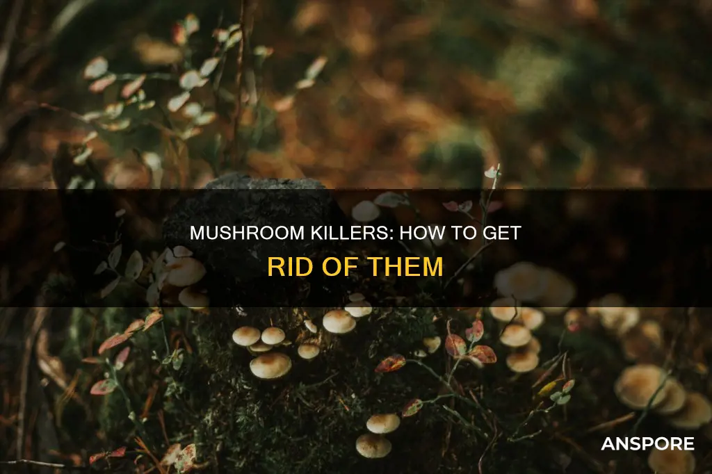 what kills mushrooms in lawns