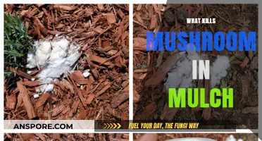Mushroom-Killing Mulch: What's the Secret?