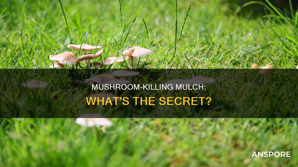 what kills mushrooms in mulch