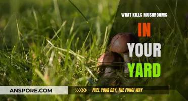 Effective Ways to Eliminate Unwanted Mushrooms in Your Yard