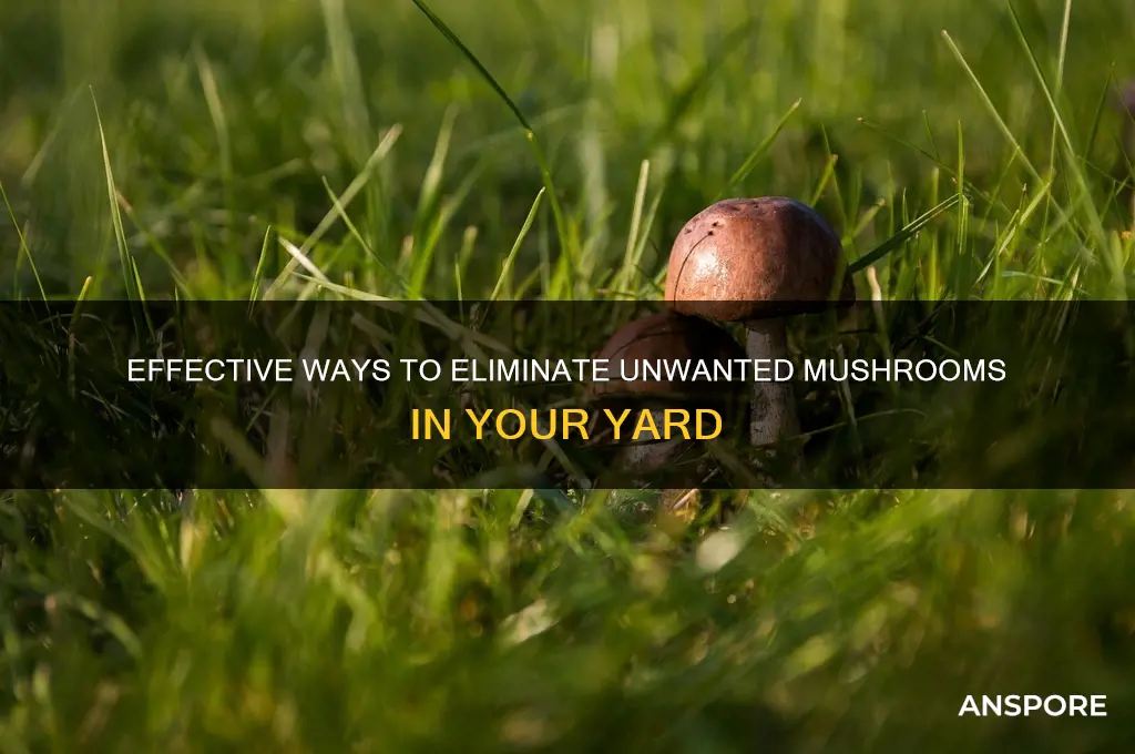 what kills mushrooms in your yard