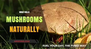 Natural Mushroom Killers: What You Need to Know