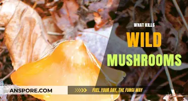 How to Prevent Wild Mushroom Killers