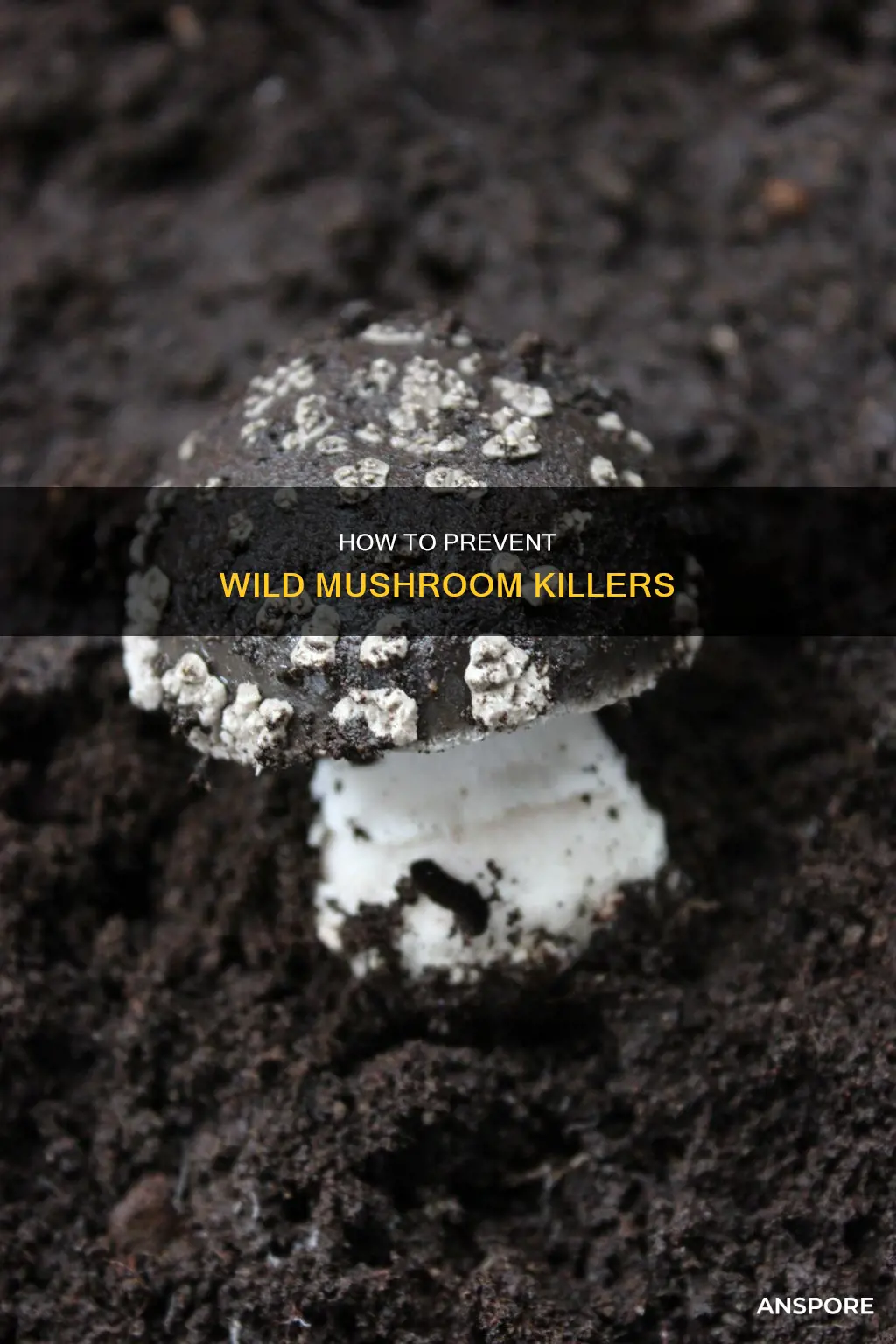 what kills wild mushrooms
