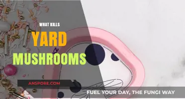 Get Rid of Yard Mushrooms Once and For All