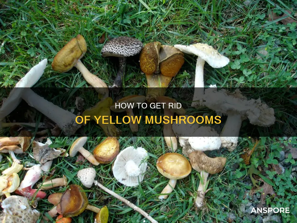 what kills yellow mushrooms