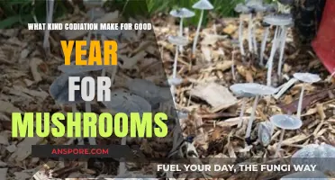 Perfect Coditioning Secrets for a Bountiful Mushroom Harvest Year