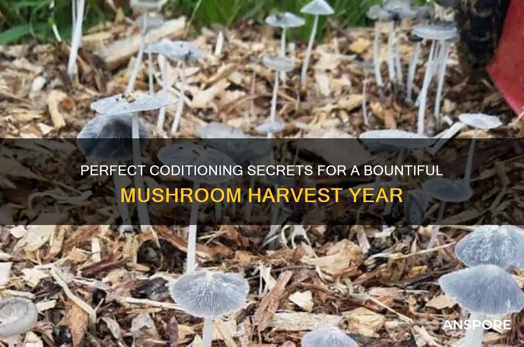 what kind codiation make for good year for mushrooms