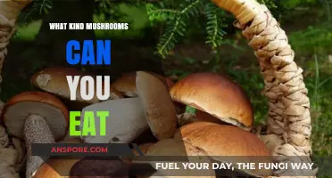 Discovering Edible Mushrooms: A Guide to Safe and Delicious Varieties