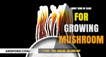Choosing the Right Agar for Successful Mushroom Cultivation at Home