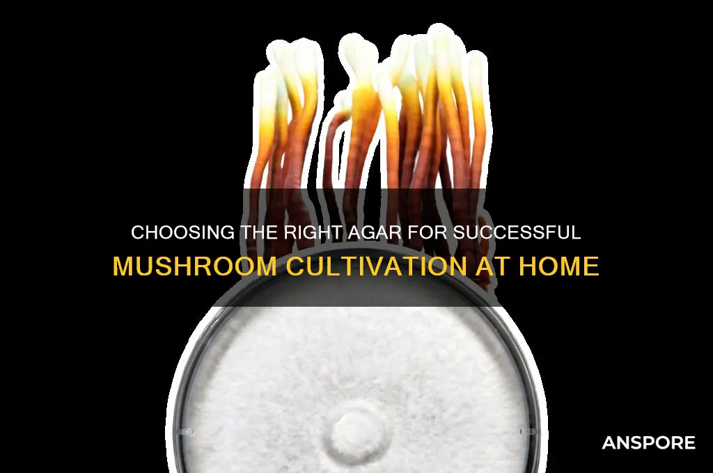 what kind of agar for growing mushroom