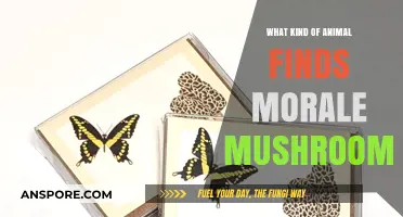 Exploring Morale Mushrooms: Which Animals Seek These Unique Fungi?