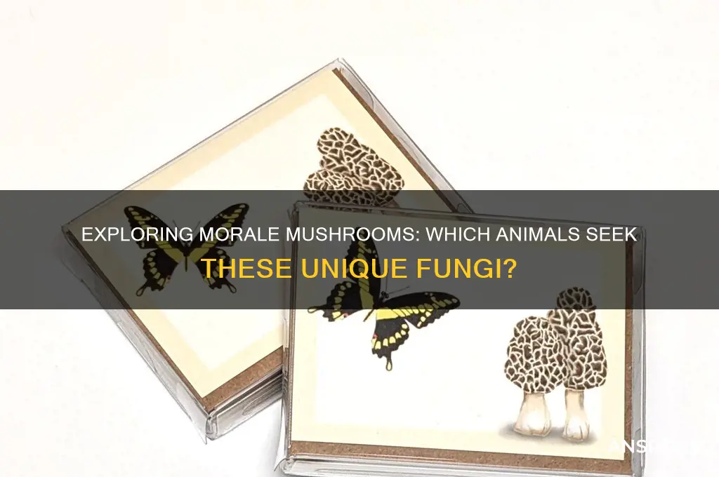what kind of animal finds morale mushrooms