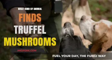 Truffle Hunters: The Animals That Sniff Out Earth's Priceless Fungi