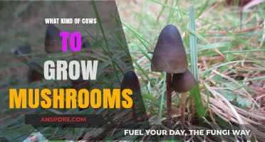 Growing Mushrooms on Cow Manure: Best Cattle Breeds for Substrate