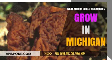 Discover Michigan's Edible Mushrooms: A Forager's Guide to Wild Varieties