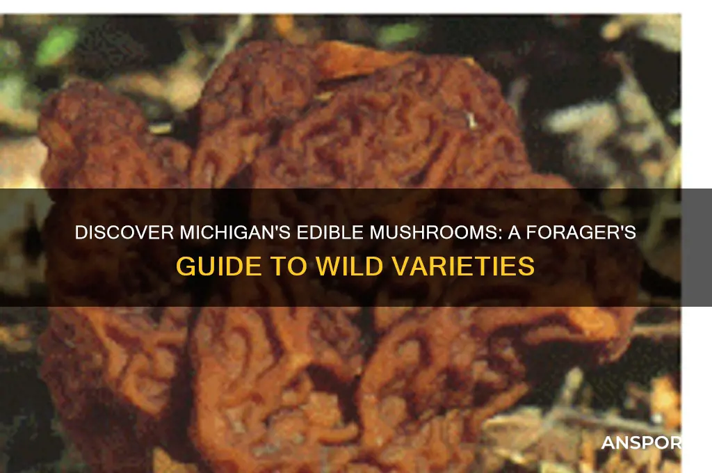 what kind of edible mushrooms grow in michigan