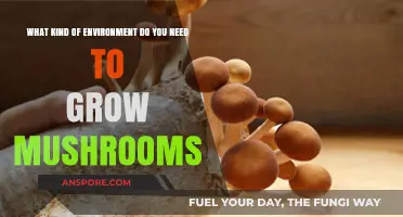 Creating the Ideal Environment for Successful Mushroom Cultivation at Home