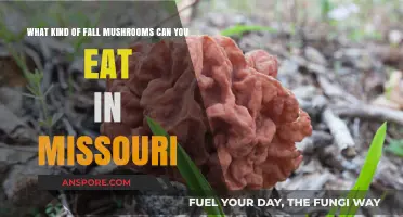 Missouri's Edible Fall Mushrooms: A Forager's Guide to Safe Picks