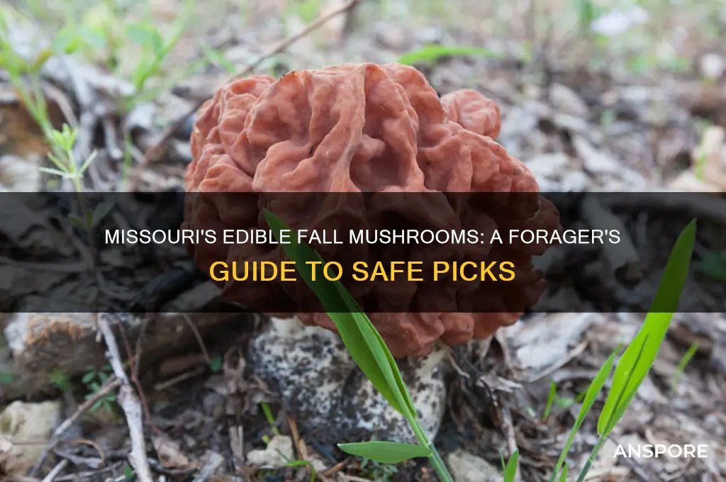 what kind of fall mushrooms can you eat in missouri