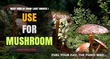 Best Grow Lights for Mushroom Cultivation: A Comprehensive Guide