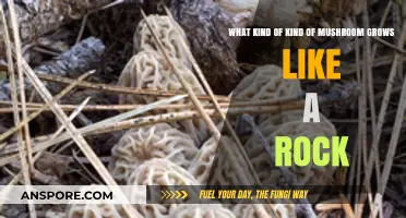 Unusual Fungus: Rock-Like Mushrooms and Their Unique Growth Patterns