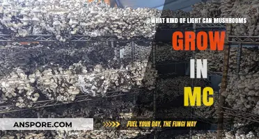 Mushroom Cultivation: Ideal Light Conditions for Healthy Growth in MC