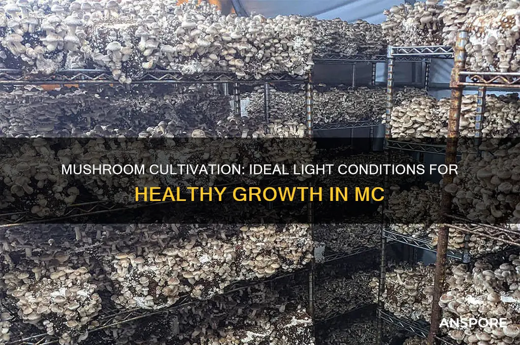 what kind of light can mushrooms grow in mc