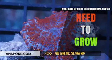 Optimal Lighting for Mushroom Corals: Growth Requirements and Tips