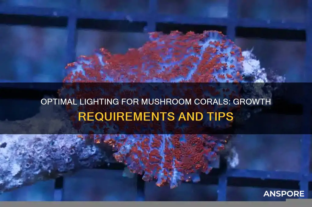 what kind of light do mushrooms corals need to grow