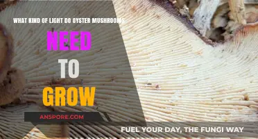 Optimal Lighting for Oyster Mushrooms: A Guide to Fruiting Success