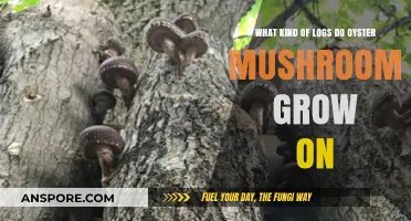 Best Logs for Growing Oyster Mushrooms: Species, Age, and Preparation Tips