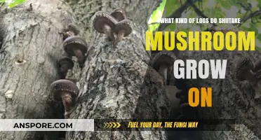 Best Logs for Shiitake Mushrooms: A Guide to Ideal Substrates