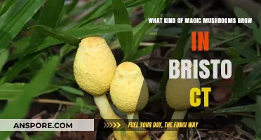 Exploring Bristol, CT's Wild Magic Mushroom Varieties and Where They Thrive