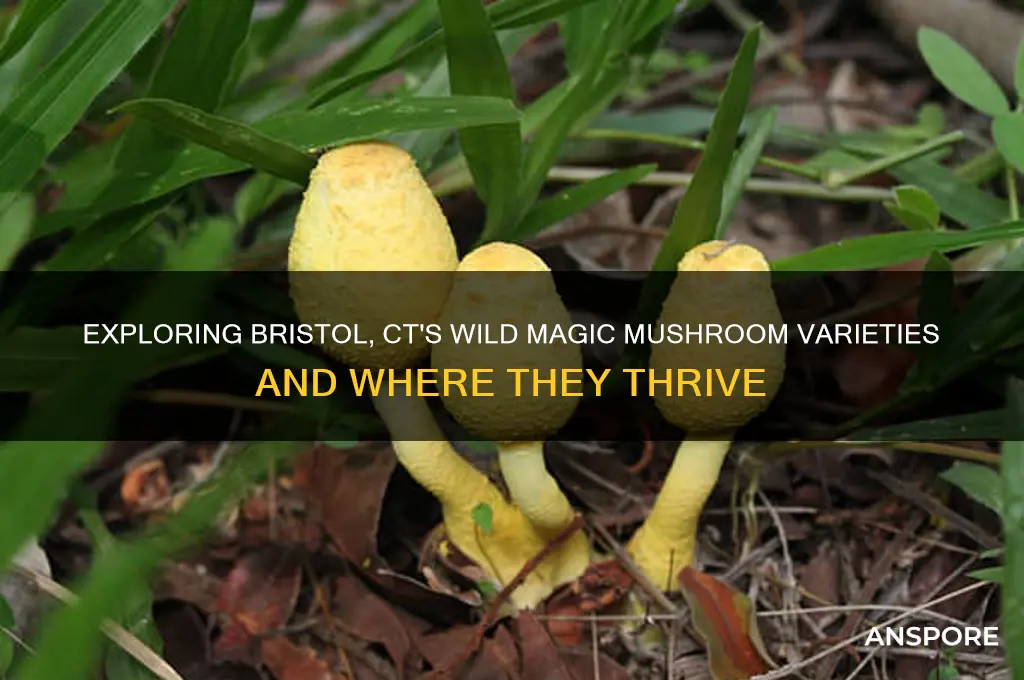 what kind of magic mushrooms grow in bristo ct