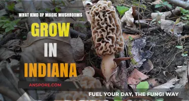 Exploring Indiana's Wild Magic Mushrooms: Species, Locations, and Identification Tips