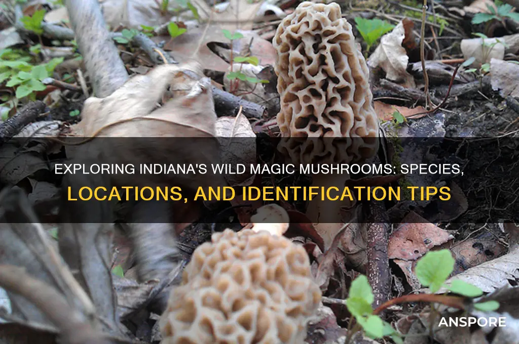 what kind of magic mushrooms grow in indiana