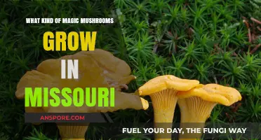 Missouri's Magic Mushrooms: Exploring Psychedelic Fungi in the Show-Me State