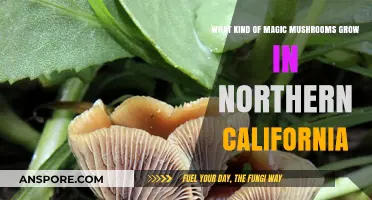Exploring Northern California's Psychedelic Fungi: A Guide to Local Magic Mushrooms